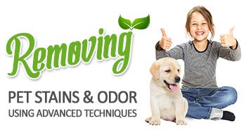 Pet Stain Removal